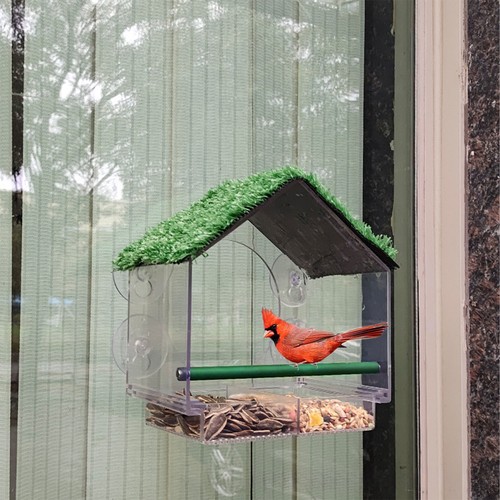Hanging window wild bird - window,